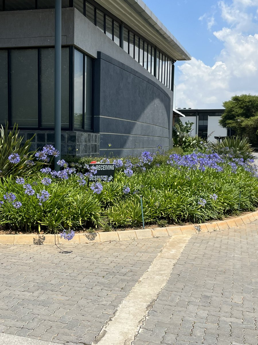 Garden at the office looking great after all the rain