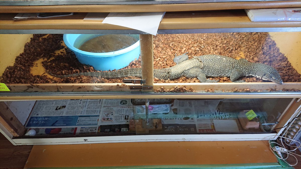 beastmaster___'s tweet photo. 目測で判断ください
2mケージにこの長さです
160〜170cmくらいかと
まさにモンスター……✨👍

#マングローブモニター 
#varanusindicus 
#東京レプタイルズワールド
#東レプ
#トウレプ https://t.co/FDwVEojtwo