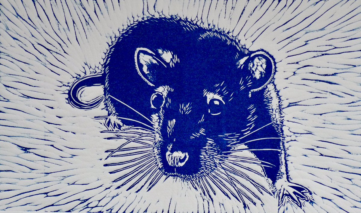 So lovely to be mentioned here &amp; to have my prints in this stunning book
I originally set up this Twitter a/c for prints, but it has been subverted into political &amp; environmental rants 💚
But here are a few of my #LinoPrints
#FoxandBalloons
#Badger
#Rat
#fox
<a href="/MascotMediaLtd/">Mascot Media Ltd</a>