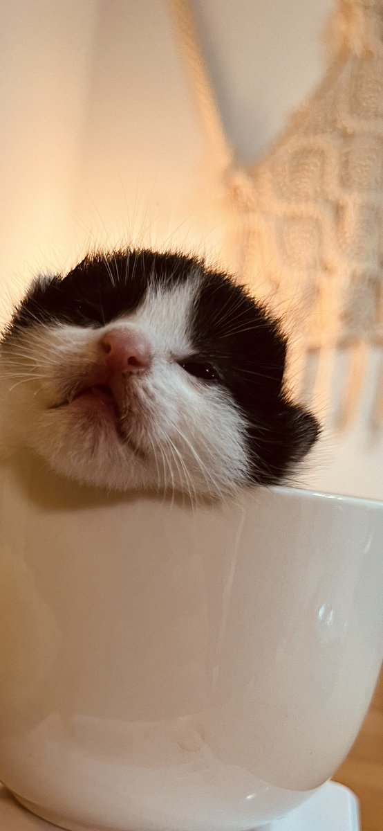 koneko_ushimaru's tweet photo. 体重測ってるときに眠くなったうしまる🐮🐱
まったり気持ちよさそうです😌
#ねこ　#子猫　#保護猫　#ねこのいる暮らし  #ミルクボランティア https://t.co/9NLRmqrY97