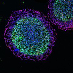 redOX_KCL (@redox_kcl) on Twitter photo We have a post-doc position available on our <a href="/redOX_KCL/">redOX_KCL</a> Programme Grant funded by <a href="/EPSRC/">Engineering and Physical Sciences Research Council</a>. A bioinorganic/synthetic coordination chemist who is keen to apply their skills to the synthesis & evaluation of probes for cellular redox. Apply: tinyurl.com/48c62mt5 We have a post-doc position available on our <a href="/redOX_KCL/">redOX_KCL</a> Programme Grant funded by <a href="/EPSRC/">Engineering and Physical Sciences Research Council</a>. A bioinorganic/synthetic coordination chemist who is keen to apply their skills to the synthesis & evaluation of probes for cellular redox. Apply: tinyurl.com/48c62mt5