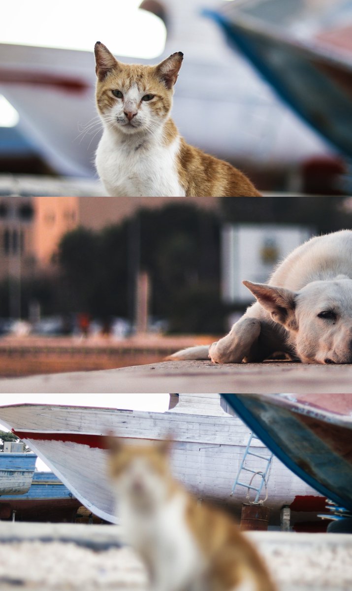 Mustafa Ben Omran tweet media