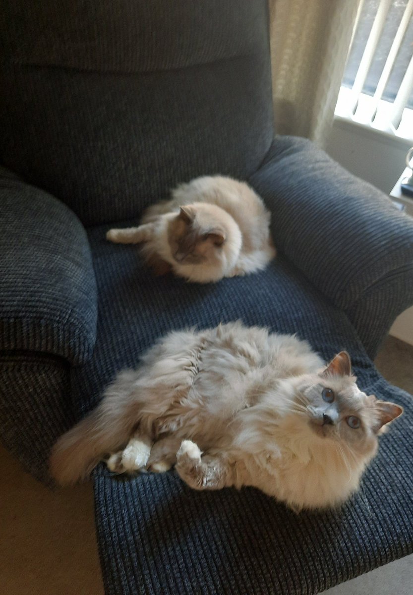 CoonWillow's tweet photo. Off my recliner for 2 minutes &amp; they're both taking over 🐾😊 cheeky boys! #CatsOnTwitter #CatsOfTwitter #Ragdollcat https://t.co/JAwwksFBjp