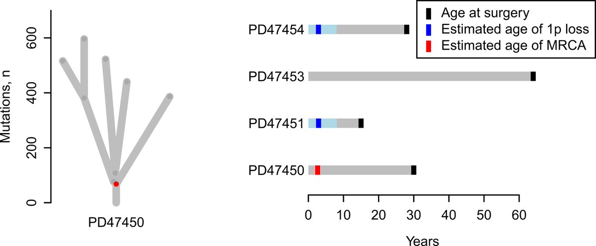 Genomic initiation occurs early, on average within the first few years of life. Neutral evolution follows, with an absence of secondary driver events.
