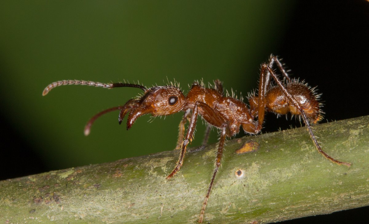 Avgen_Dx's tweet photo. #Ectatomin is a #protein #toxin from the #venom of an #ant that is capable of changing cell membrane's #electric #potential rapidly and leading to cell #death . 
The #toxin creates #pores on the membrane, allowing the #ions to exchange which leads to a sudden #voltage change. https://t.co/GkcVgFVCpL