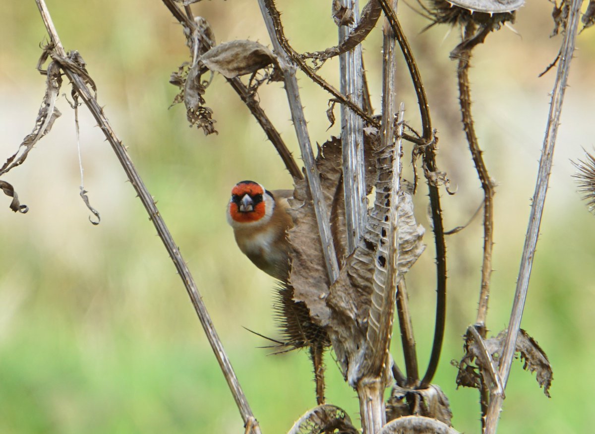 As we go into winter and start to notice the birds in our gardens more, have a peep at the 'Introduction to Garden Birds' on our website - wlgf.org/birds_intro.ht… 
Includes a 'deeper dive' for individual species 🐦