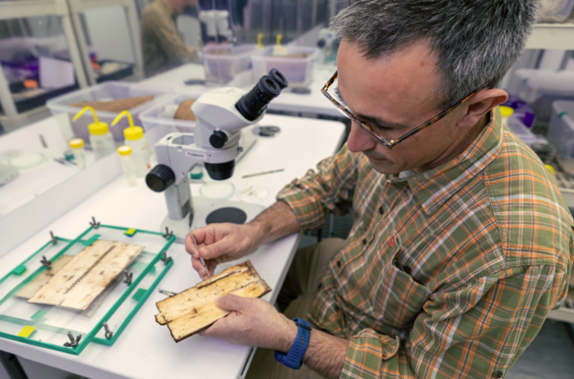 Forest_Research's tweet photo. Calling all graduates and undergraduates: the Centre for Forest Protection is offering five exciting internships with Forest Research, spanning wildlife monitoring, evaluation of young woodland, and forest genetics. Find out more - https://t.co/ntYYlDEuTn @forestrycomm https://t.co/U3xHr7w9n5