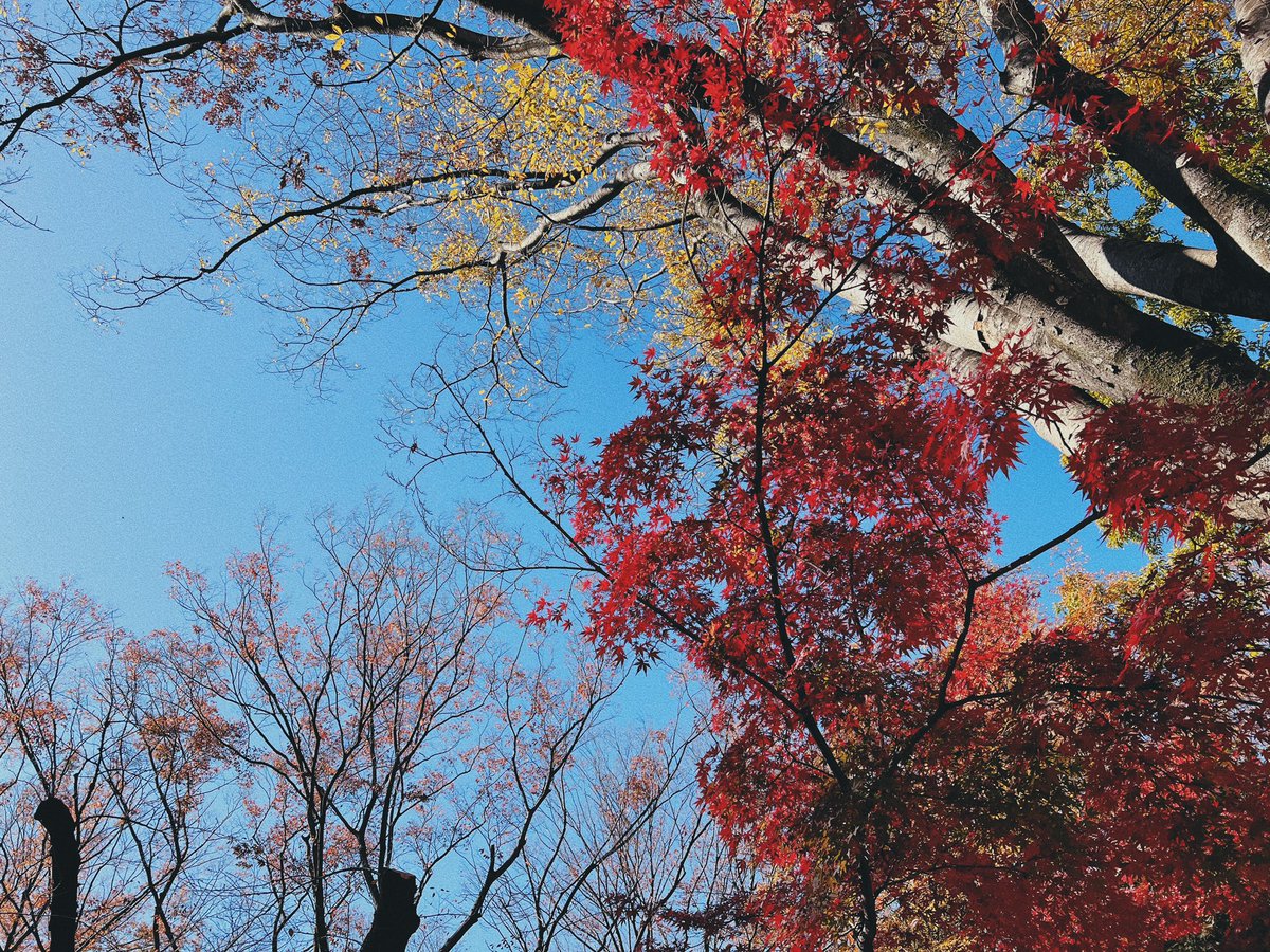 JunpeiYamabe's tweet photo. どうしても紅葉が見たくなって行ってきた秋の代々木公園が最高だった💻 https://t.co/lxMLRP0b3n