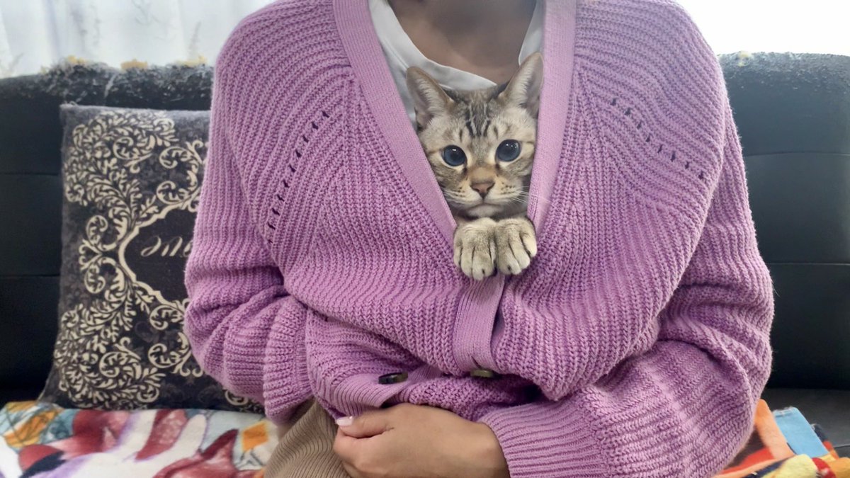 洋服に入る猫🐈

youtu.be/44heCZWy0jw