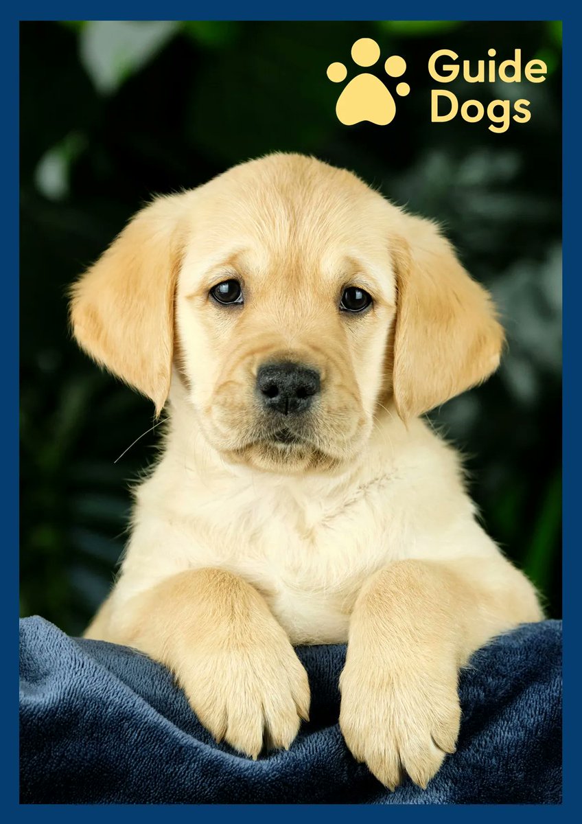 Say hello to Sandy!

She was born on 17th September and has settled in with her ‘puppy raiser’. 

We recently sponsored a puppy with Guide Dogs. If your business wants to sponsor its own Guide Dog, then click here - buff.ly/3O4NXiJ 

#CSR #GuideDog