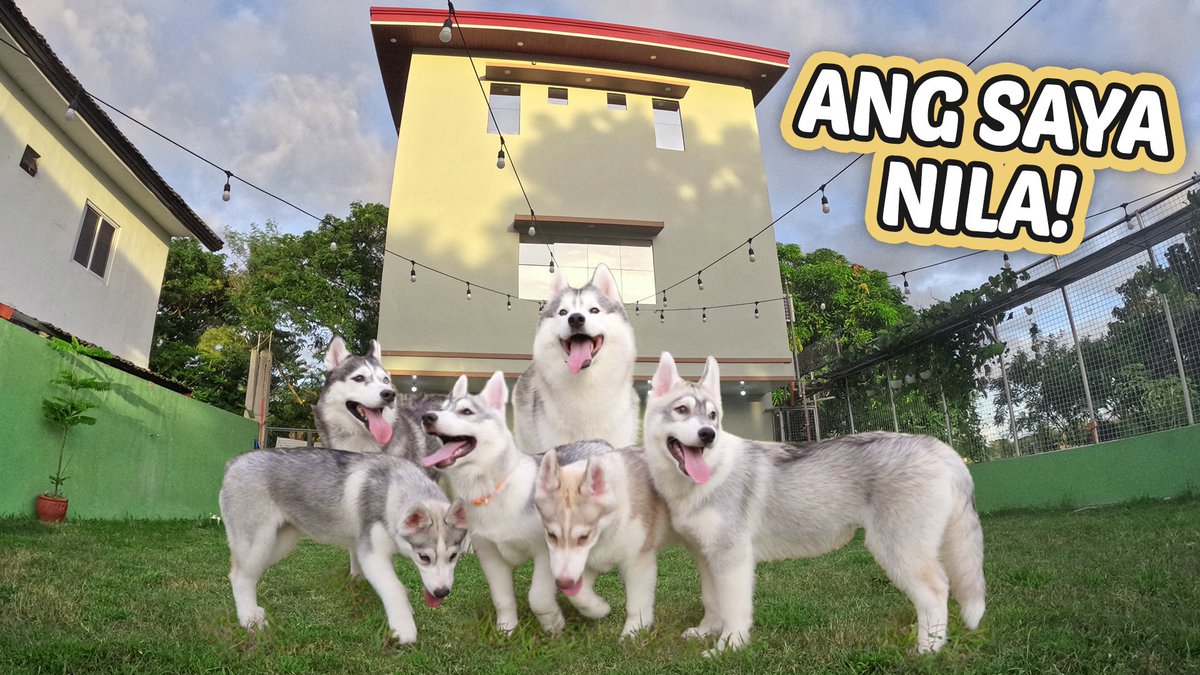 *NEW UPLOAD* 🌱🌳
Husky Family visits OWN DOG PARK

YT Link: youtu.be/XIvvOurIBbA