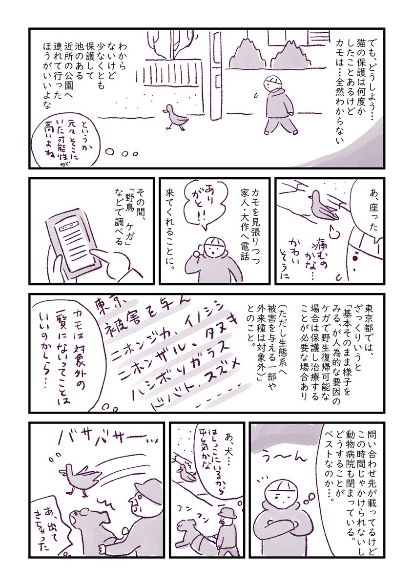 住宅街でケガしたカモを見つけた話 1/3
#さくまのまんが 