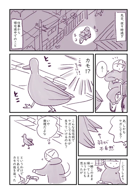 住宅街でケガしたカモを見つけた話 1/3#さくまのまんが 