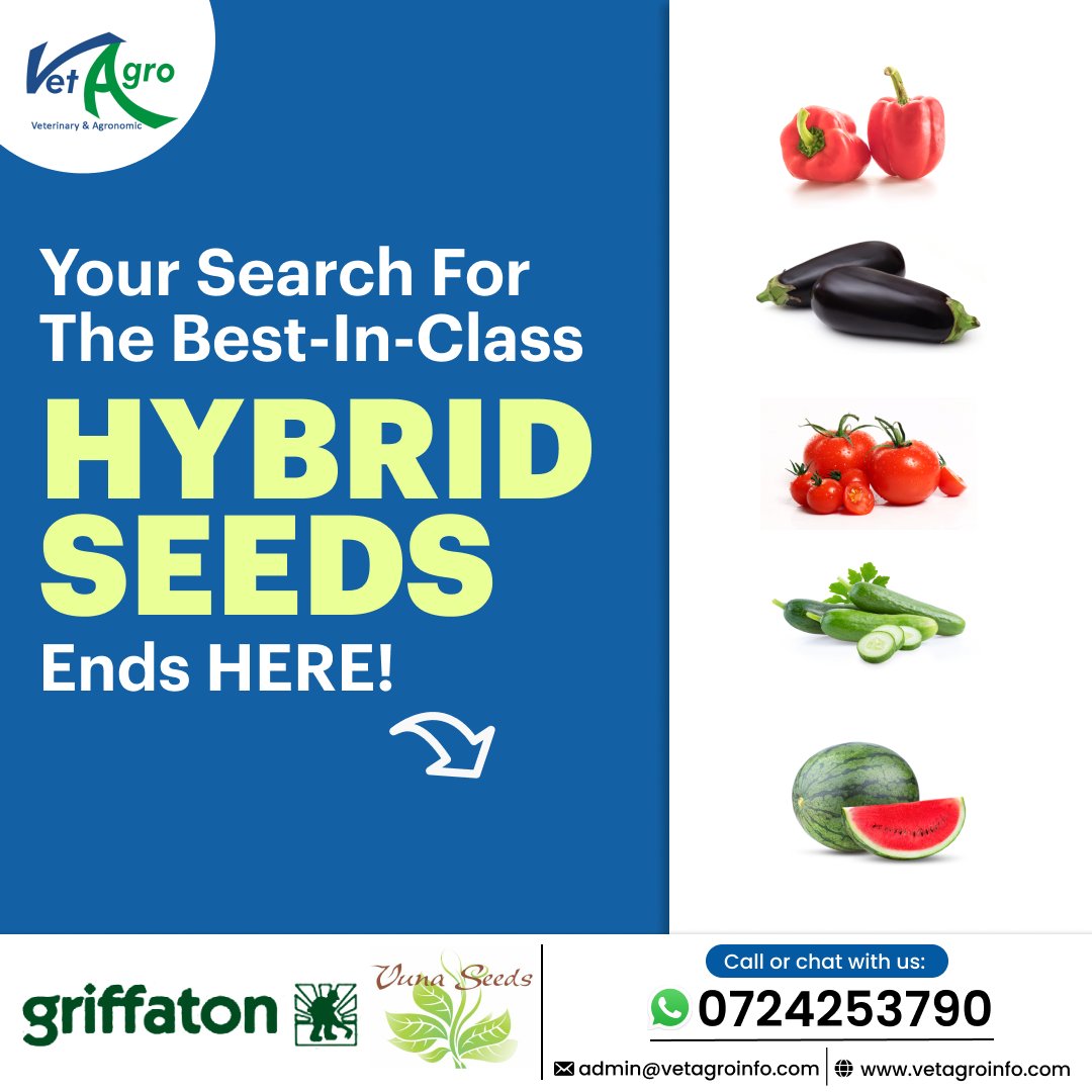 Griffatonseeds's tweet photo. Hybrid seed varieties are superior to local seeds. They have numerous advantages, which include:    
👉More vigorous plants 
👉Improved disease resistance. 
👉Increased crop yield 
👉Improved features like taste https://t.co/55MGW3r0OE