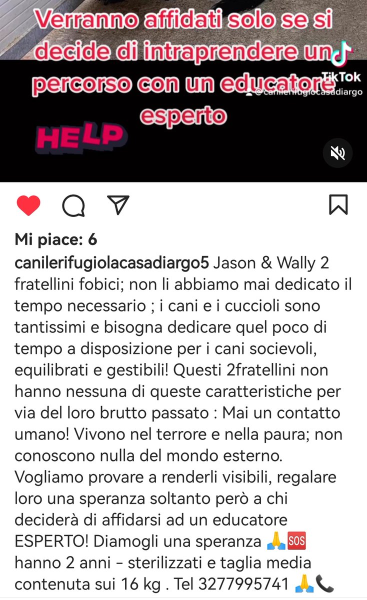 MonicaOrsini8's tweet photo. #Urgentissimo ⚠️ 2 fratellini #fobici con passato difficile si affidano solo a persone che vorranno intraprendere con un #educatorecinofilo un percorso di recupero.
Non condanniamoli a causa della cattiveria umana🙏🏻 #adozionedelcuore Info  ☎️👇🏻 https://t.co/U3yNlftQx6