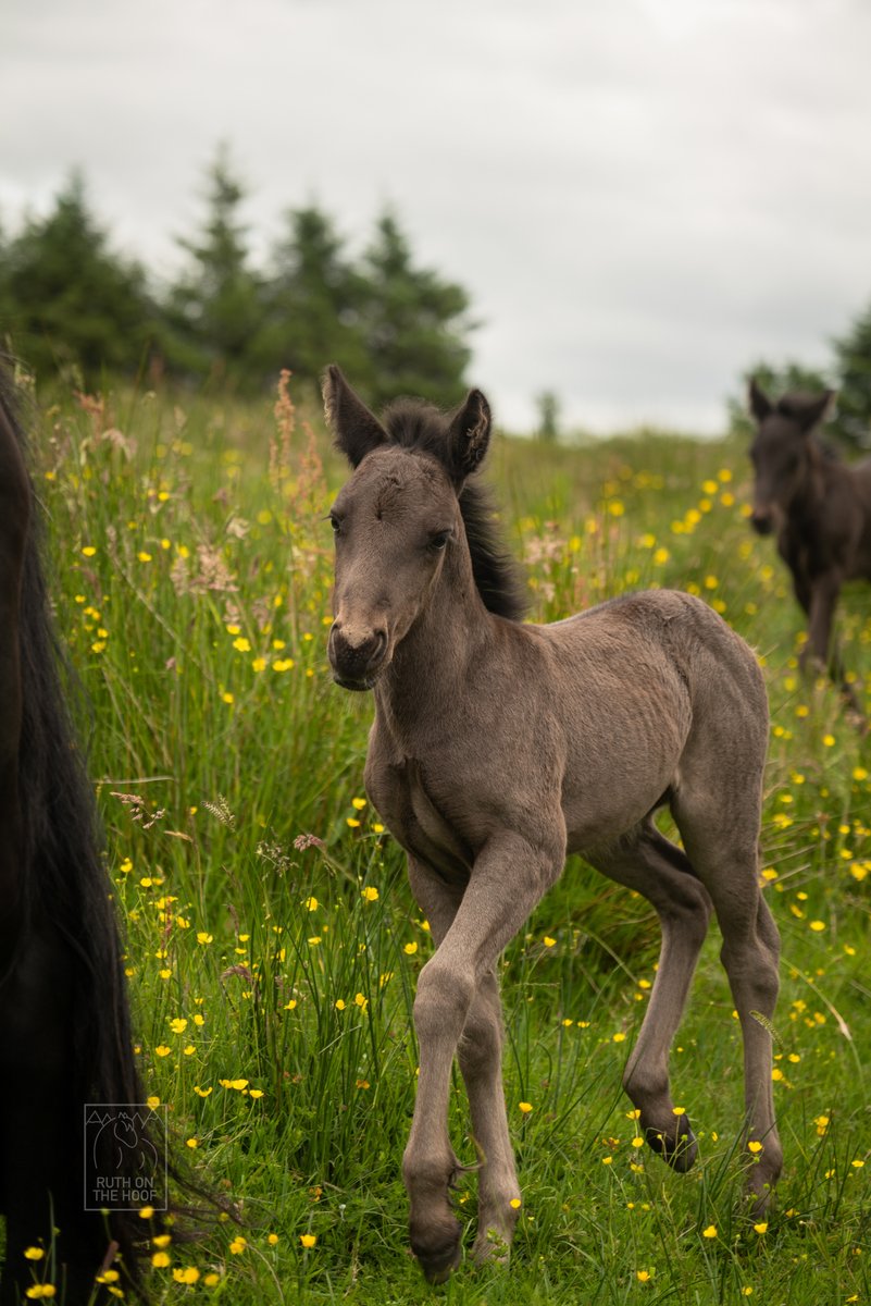 Fell ponies thrive on wildlife-rich rough pasture, they are born camouflaged, like these rare twins, who took turns feeding while the other one hid in the long rushes. Find out more at fpht.co.uk
#fellponies #Cumbria  #nativeponies #sustainability #conservation #foal