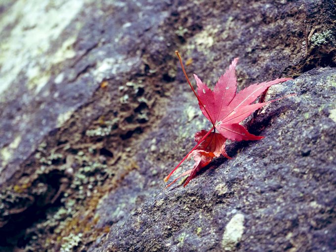 友達と紅葉見に行ってた📸🍁 