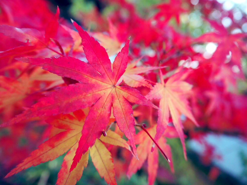 友達と紅葉見に行ってた📸🍁 