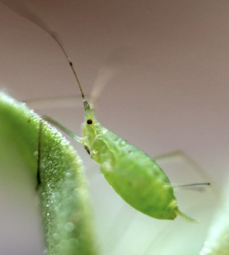 Tory Hendry (@toryhendry) on Twitter photo #EntSoc22 folks, check out postbac <a href="/S_Restrep/">Sharon Restrepo</a> poster about bacteria killing aphids! Poster D3382, 1:00-1:30 on Wednesday. #EntSoc22 folks, check out postbac <a href="/S_Restrep/">Sharon Restrepo</a> poster about bacteria killing aphids! Poster D3382, 1:00-1:30 on Wednesday.