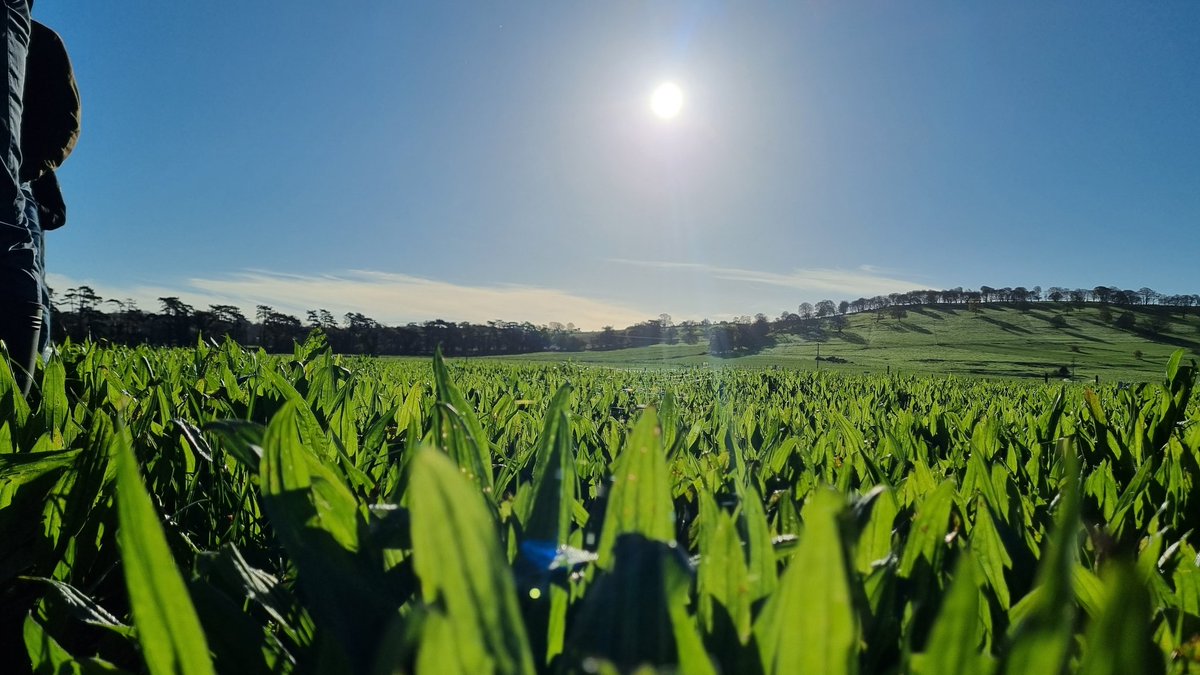 PallasTb's tweet photo. Some of our plantain containing swards established as part of @PASTURE_NUE @ucdlyonsfarm are looking good in the 🌞 today @Zoe_C_McKay @cian_minogue @Mike_Dineen_ https://t.co/xmgkmFNjM5