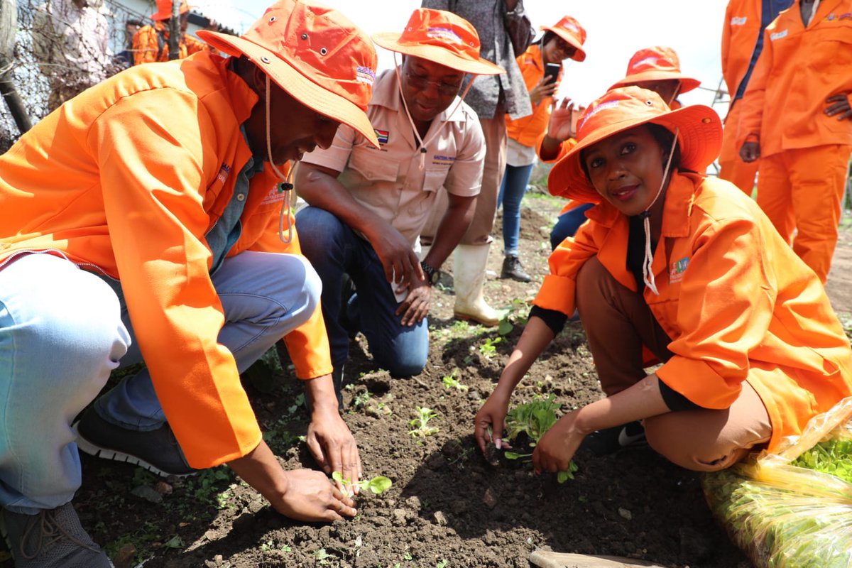 OfficialGDARD's tweet photo. As part of implementing the Gauteng Provincial Government's food security programme covering the Townships, Informal settlements and Hostels (TISH). MEC also participated in the transplanting of spinach seedlings in the garden. #Treadclosed https://t.co/Bimadhwywn