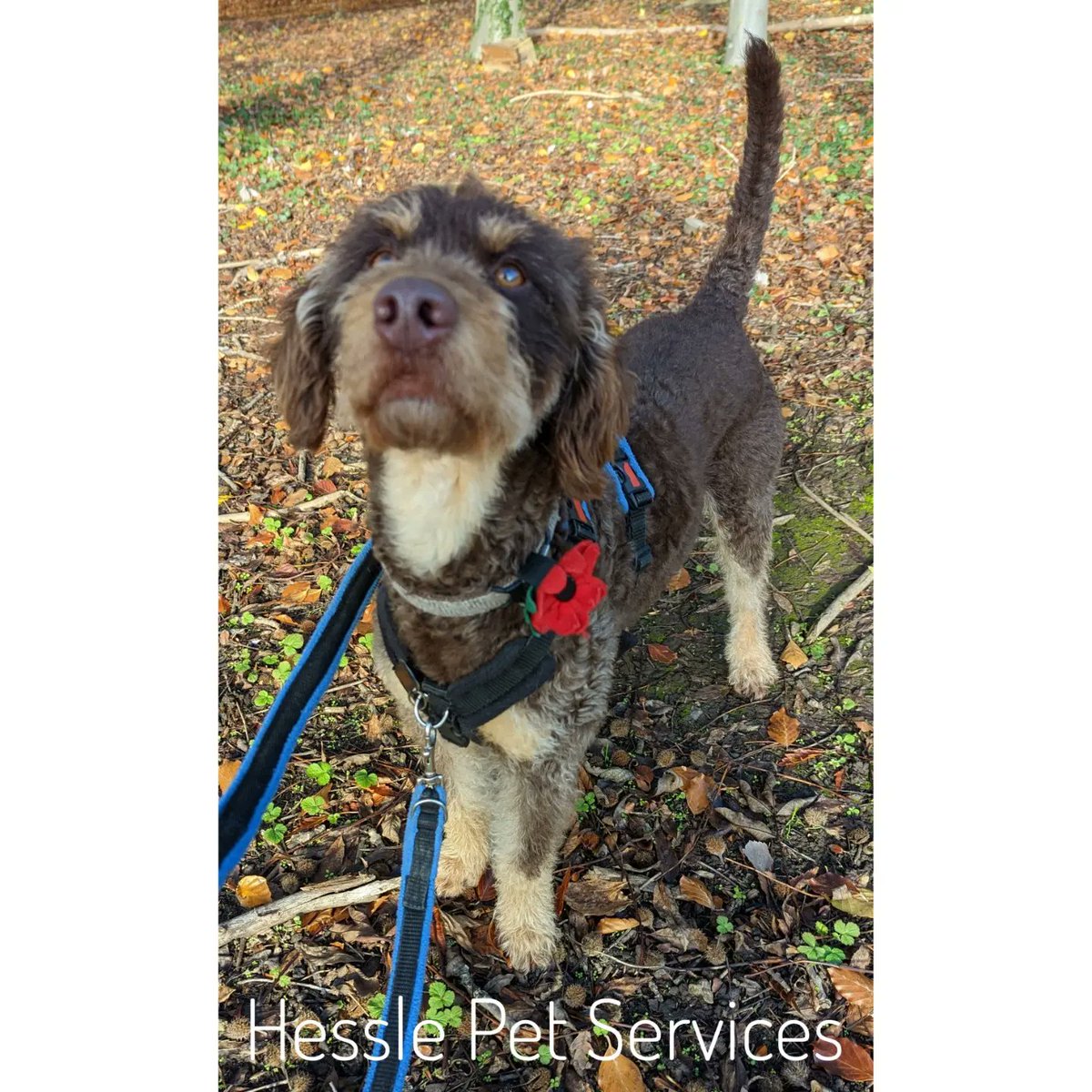 HesslePets's tweet photo. They enjoyed a sniffy walk ๐
#DogWalker #ProDogTrainer #Hessle #MinatureLabradoodle #Doodle #LhasaApso #Lhasa #SeniorDog #DogsOfTwitter https://t.co/mcABUusTCX