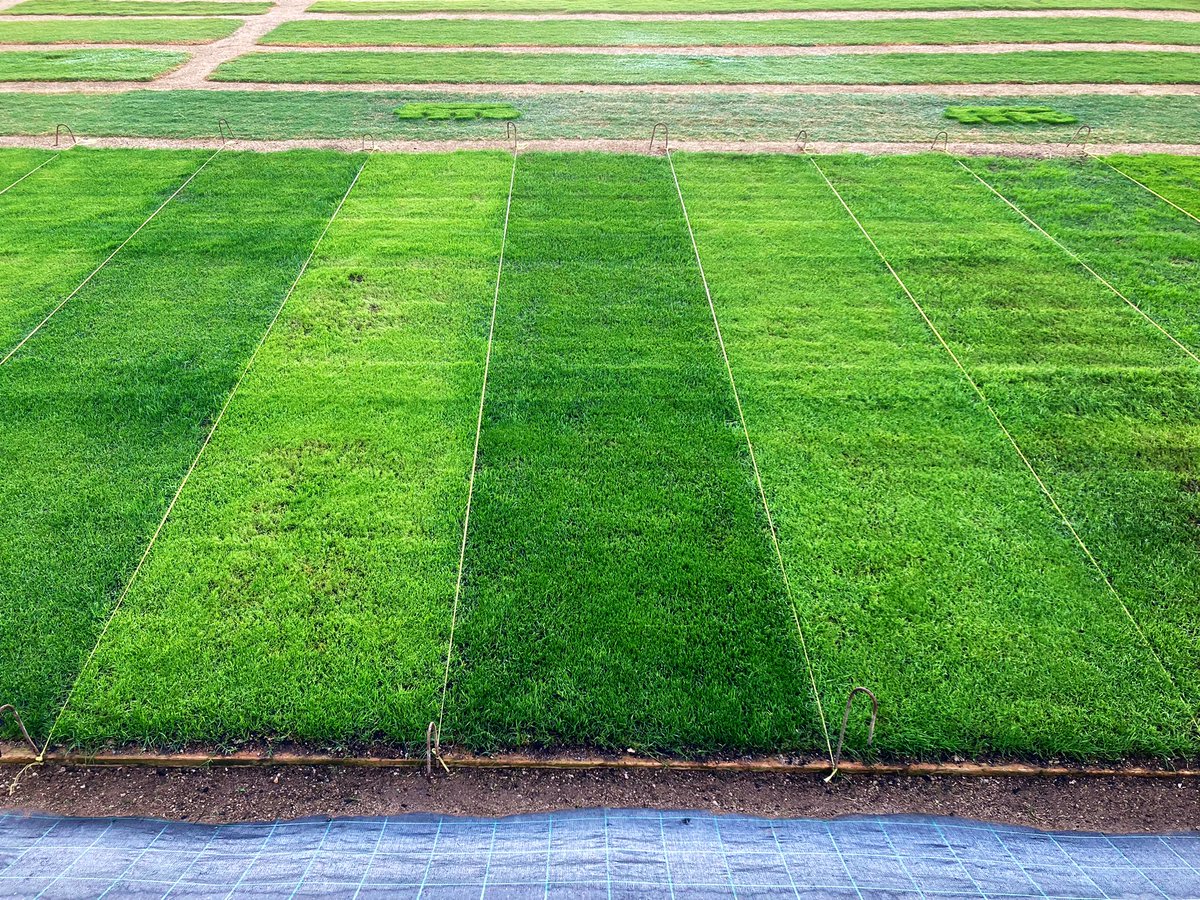 oscarvidi's tweet photo. Y éste es el resultado final del overseeding de FITÓ Cabrera de Mar Rápida y completa instalación de los raygrases #Rinovo,#Greenland,#Sun,#Ringles,#Lover,#Zurich y #Process y de la Festuca arundinacea #Genius, lolium multiflorum #Thunder y las poas pratensis #Prafin,#jumpstart https://t.co/E3yZLQiKVe