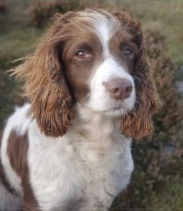rosieDoc2's tweet photo. #SpanielHour
POPPY missing #GOVILON, #ABERGAVENNY, #NP7 WALES.
SINCE WEDNESDAY 16/11/22
LAST SEEN NEAR #FOOTBALLPITCH IN GOVILON
PLS LOOKOUT FOR ME & CALL NUMBER WITH ANY SIGHTINGS/INFO TY
https://t.co/tvsxWm1mFP
@GovilonAFC @govilon @Treetopsgovilon @JacquiSaid @thomp918 https://t.co/E9Anvf7CZ3