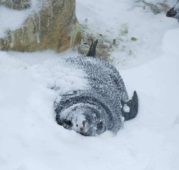 Agnès Lewden on Twitter: "Adelie penguins are perfectly adapted to cope