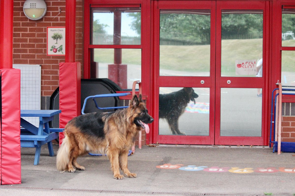 RayBates57's tweet photo. What makes a good #Therapydog ?
A good solid dog, Temperament &amp; Training will play a part.
What do you need for your dog?
Qualifications, Public liability insurancefor  schools/care homes £10m
You will need. 
DBS checks &amp; as many qualifications as you can muster.
#Germanshepherds https://t.co/43iX6m8HGp