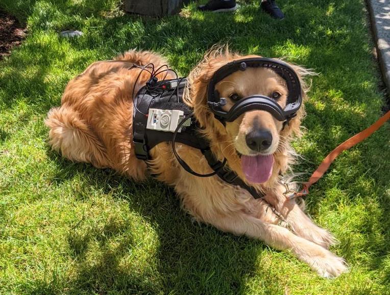 Brown Dog Lab tweet media
