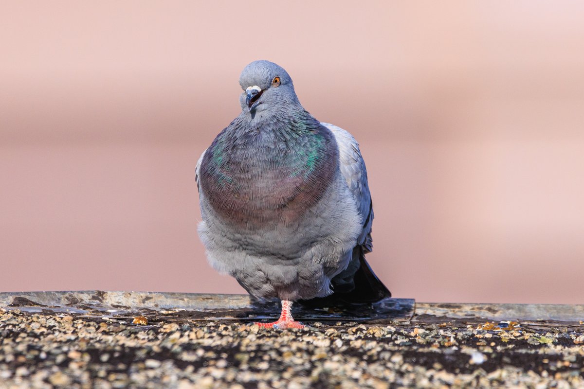 Oops. I forgot to tweet. Good morning, everybody.