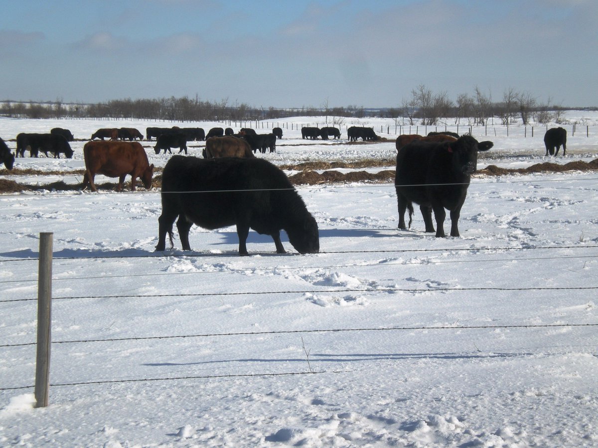 DrBart_Beef's tweet photo. Appreciate the opportunity to discuss Extensive Grazing Systems - as part of The Beef Cattle Health and Nutrition Podcasts. Listen along here: https://t.co/n6RfqPp38Y https://t.co/VG9nX5xcQB