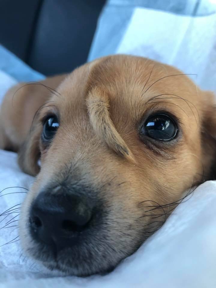WeRateDogs tweet media