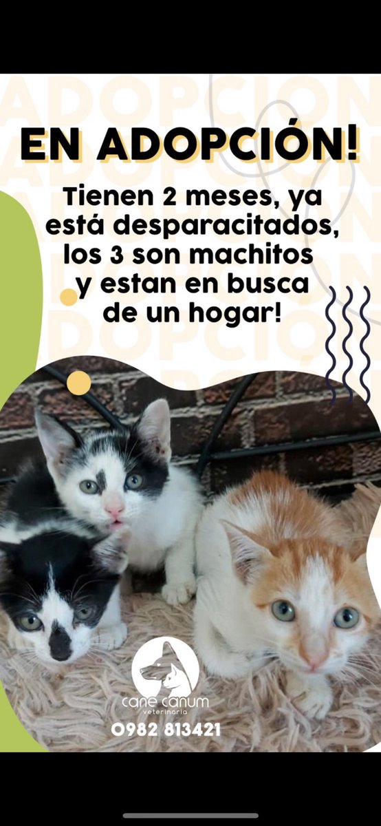canecanum's tweet photo. Tenemos 3 bebés machitos en adopción! Porfa nos ayudan 🙏💪🏻 unidos somos purete siempre con sus RT ❤️ ya van desparasitados https://t.co/tLzWjEB4EA