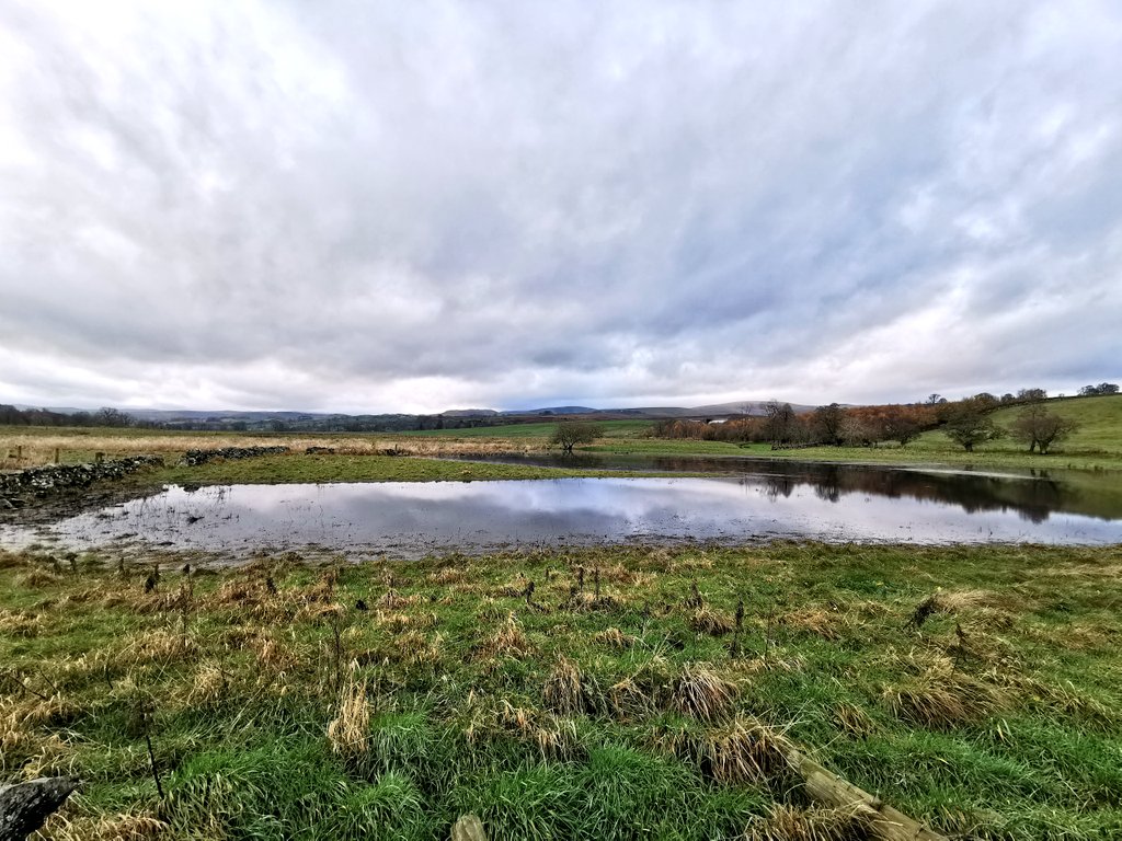 Spectacular new wetland area on the River Lowther floodplain at Setterah Park, all created by the simple act of smashing up land drains & letting beavers upstream divert some water. Hooching with teal, snipe & lapwings. Amazing how fast nature recovers when water returns.