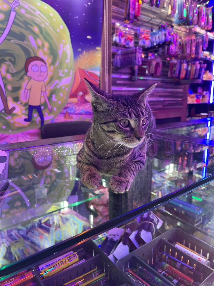 Bodegacats_'s tweet photo. https://t.co/VYDCsdtpmk