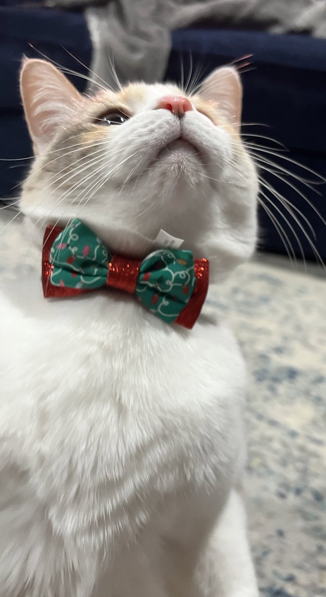 fatfatpankocat's tweet photo. https://t.co/FXj0FcHFQ4