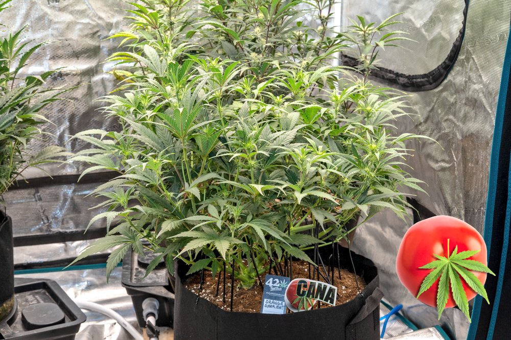 canamatoes's tweet photo. Orange Sherbet from Fastbuds is looking really good and on track to smash the scales again💕
MegaPot & Monkey Nutrients 🐒 🙈 🙊
Day 44 trained #canastyle
@Fast_Buds
@photontek
🙌☮️❤️
#Mmemberville #CannabisCommunity #canasblog
#canasbigbuds https://t.co/rc0dNQoUtK