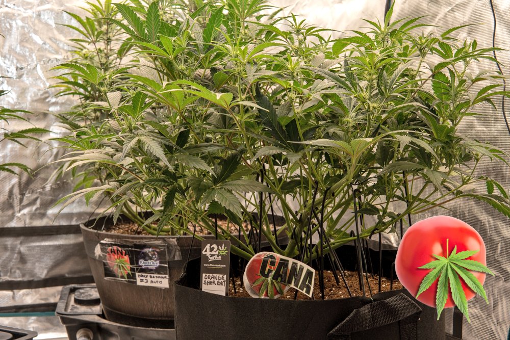 canamatoes's tweet photo. Orange Sherbet from Fastbuds is looking really good and on track to smash the scales again💕
MegaPot & Monkey Nutrients 🐒 🙈 🙊
Day 44 trained #canastyle
@Fast_Buds
@photontek
🙌☮️❤️
#Mmemberville #CannabisCommunity #canasblog
#canasbigbuds https://t.co/rc0dNQoUtK
