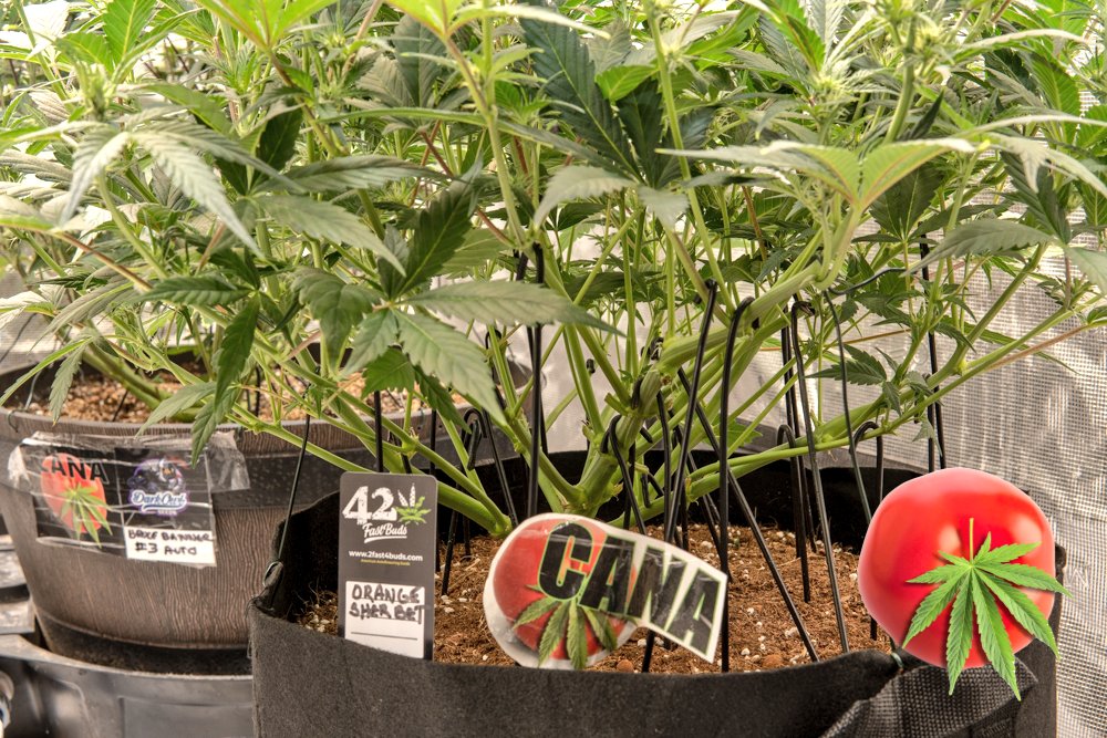 canamatoes's tweet photo. Orange Sherbet from Fastbuds is looking really good and on track to smash the scales again💕
MegaPot & Monkey Nutrients 🐒 🙈 🙊
Day 44 trained #canastyle
@Fast_Buds
@photontek
🙌☮️❤️
#Mmemberville #CannabisCommunity #canasblog
#canasbigbuds https://t.co/rc0dNQoUtK