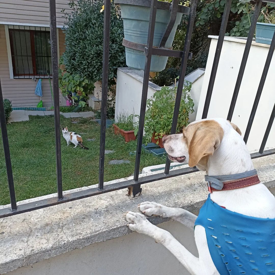 Dostumuz sağlığına kavuşmuş dışarıdaki herkesi evdeki arkadaşları zannedip korkutmaya çalışıyor 🤭😇 <a href="/berfinky/">Berfin Kaya</a> 

winpet.com.tr
winpet.eu