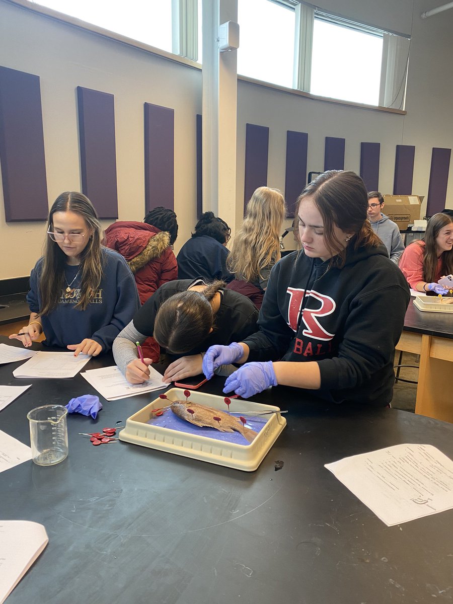 RienasScience's tweet photo. Perch Dissection π #bot/zoo #Rscience #doingscience https://t.co/MQv7SqlONJ