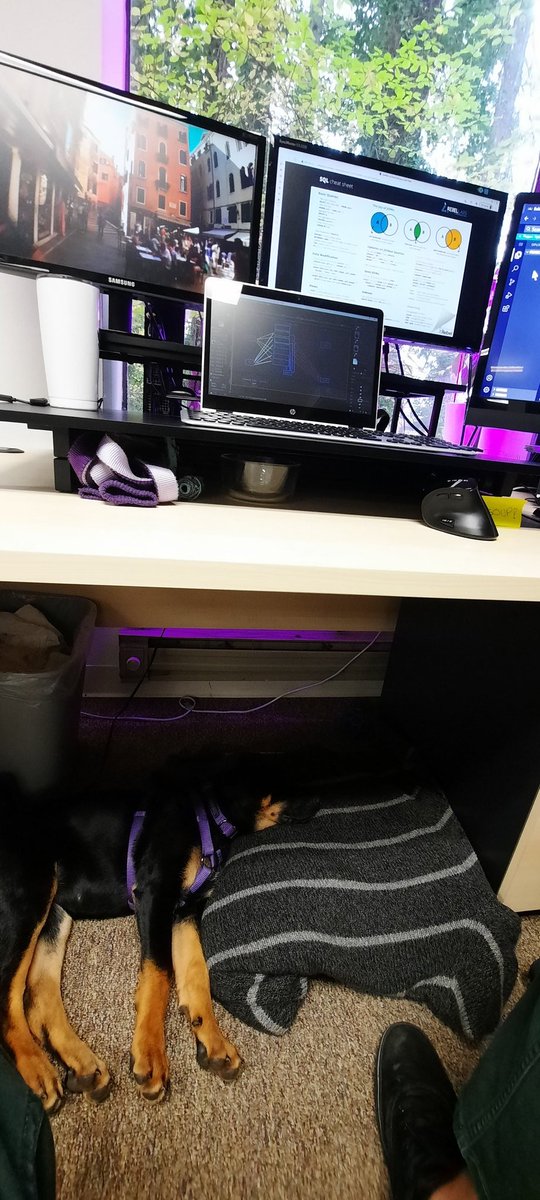 aTurbulentMind's tweet photo. Could never have brought a dog to work while in kitchens. Who needs Githubs Copilot when I have a real copilot 😁 https://t.co/qzrOwajwRE