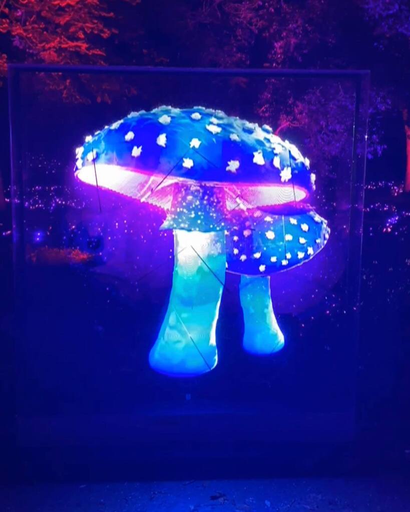 ✨¿Imaginas un lugar en el que poder viajar millones de años al pasado y descubrir el origen de la vida? ✨🍄

Ahora es posible en Origen, la nueva experiencia lumínica de Naturaleza Encendida a través de los primeros habitantes de la Tierra: las setas … instagr.am/p/ClBzVvtLTkr/