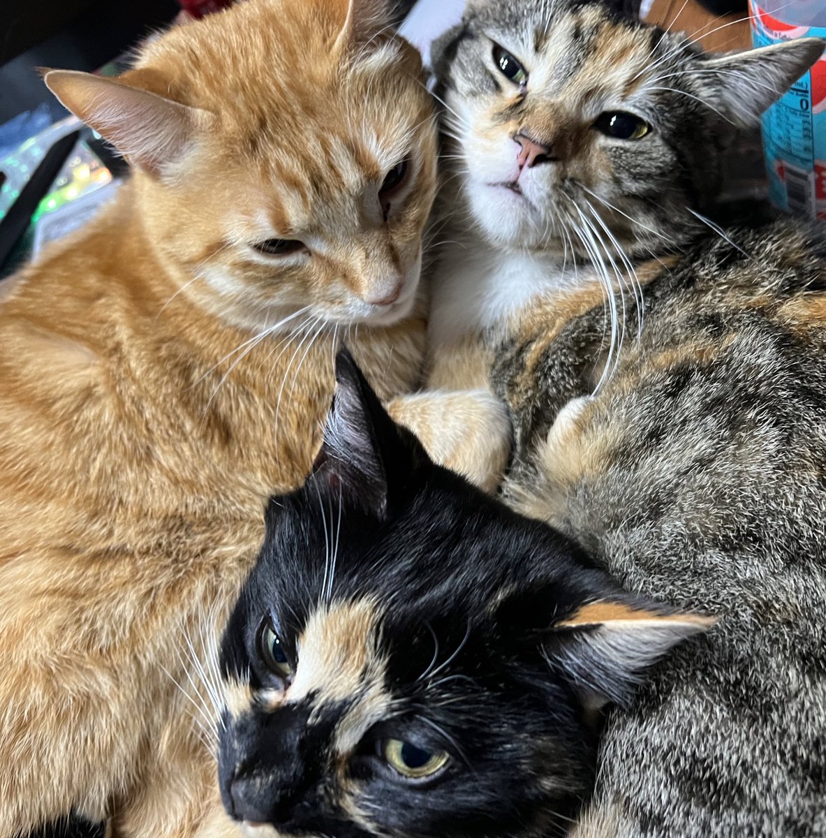 KatTDooley's tweet photo. The cuddle puddle of the day https://t.co/VOXZulKPmb