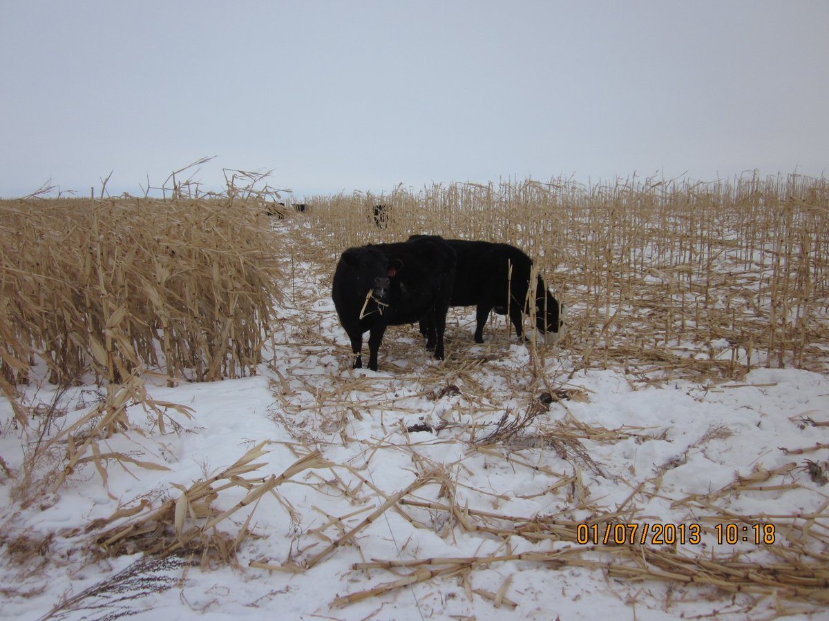 Appreciate the opportunity to discuss Extensive Grazing Systems - as part of The Beef Cattle Health and Nutrition Podcasts. Listen along here: share.transistor.fm/s/48551a95