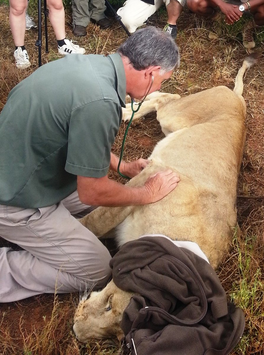 Dr. Johan has played a fundamental role on Shamwari and in the reintroduction of wildlife onto the reserve. Head over to our Facebook page as he shares some of his stories in this month's edition of Fireside Chat!

#conservation #safari #wildlife #shamwari #southafrica