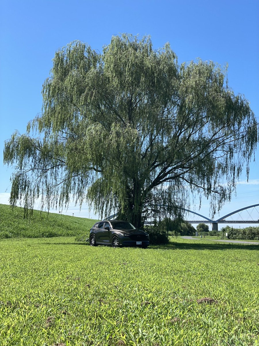 22go_cx8's tweet photo. 〈固定〉#cx5 #suv #mazda #withmazda #マツダ #マツダ好きな人と繋がりたい #mazdacamarades #チタニウムフラッシュマイカ #blitz #damperzzr #workjapan #workwheels #lanvec #pilotsport4suv #フェンダー塗装 #マルチファンクションブルーミラー #リフレクターズ #ケンスタイル https://t.co/dYGzKC2Uym