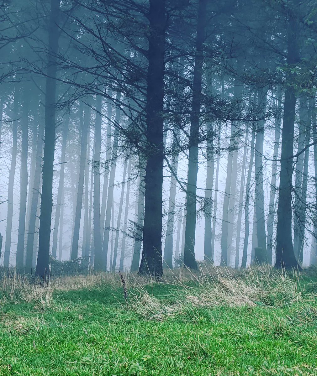 CWielding's tweet photo. Loved the trees in the fog @OneMacclesfield #Macclesfieldforest #forest @forrest https://t.co/v4WSHvRecB